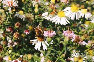 Willkommen bei Die Biene und der Bär. Hier geht's um das Wunder Biene, Imkern als Hobby und Honig.